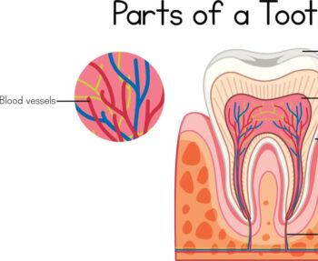 your step by step guide to root canals