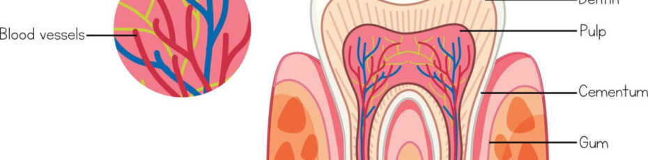 your step by step guide to root canals