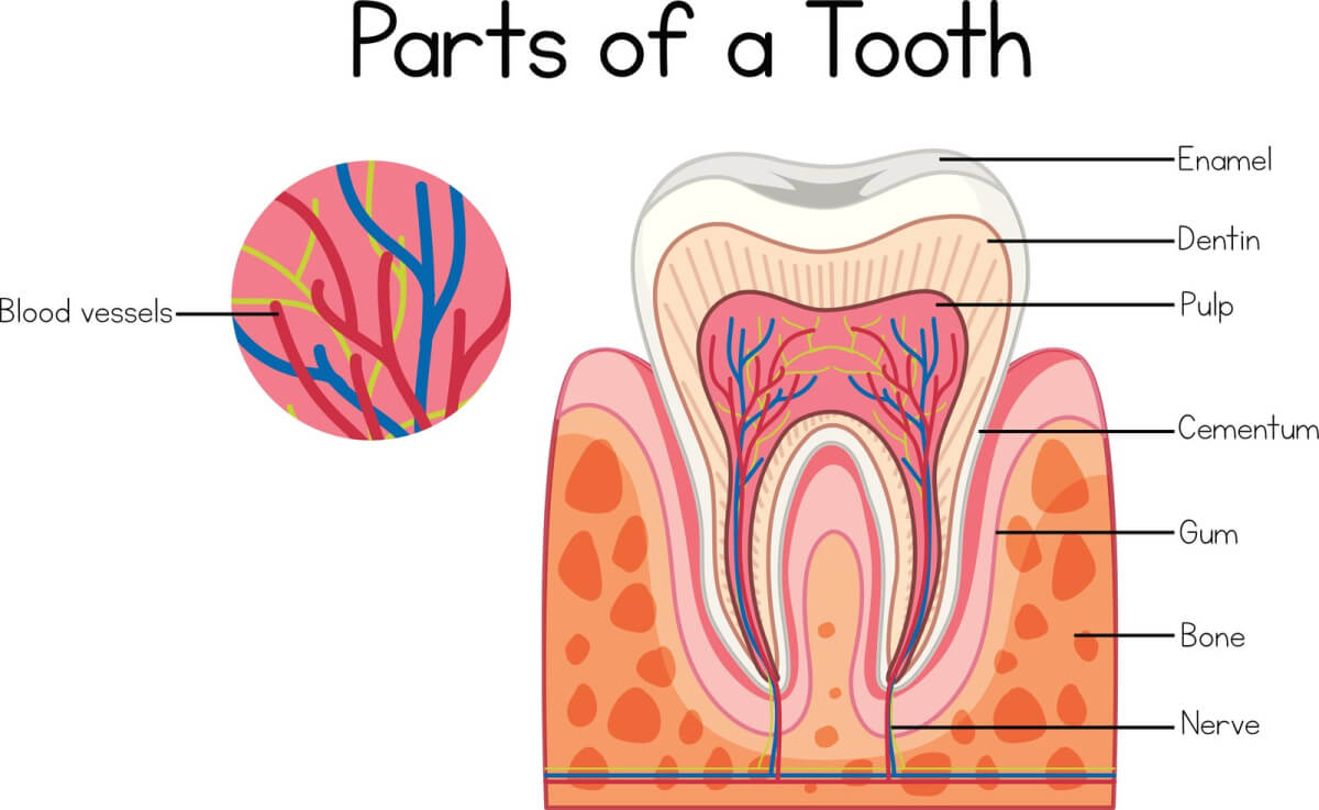 your step by step guide to root canals